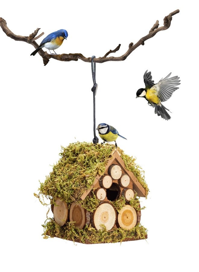 CEDAR ALPHA Forest Bluebird Bird House - Image 1