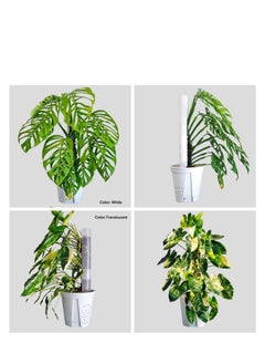 Generic 2 Pcs 17 Inch Plastic Moss Pole for Plants Monstera, Designed Specifically for Climbing Plants, Stackable Plant Support,  Indoor Plants Plant Support Poles Work with Sphagnum Moss  - Image 2