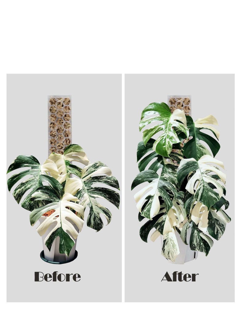 Generic 2 Pcs 17 Inch Plastic Moss Pole for Plants Monstera, Designed Specifically for Climbing Plants, Stackable Plant Support,  Indoor Plants Plant Support Poles Work with Sphagnum Moss  - Image 4