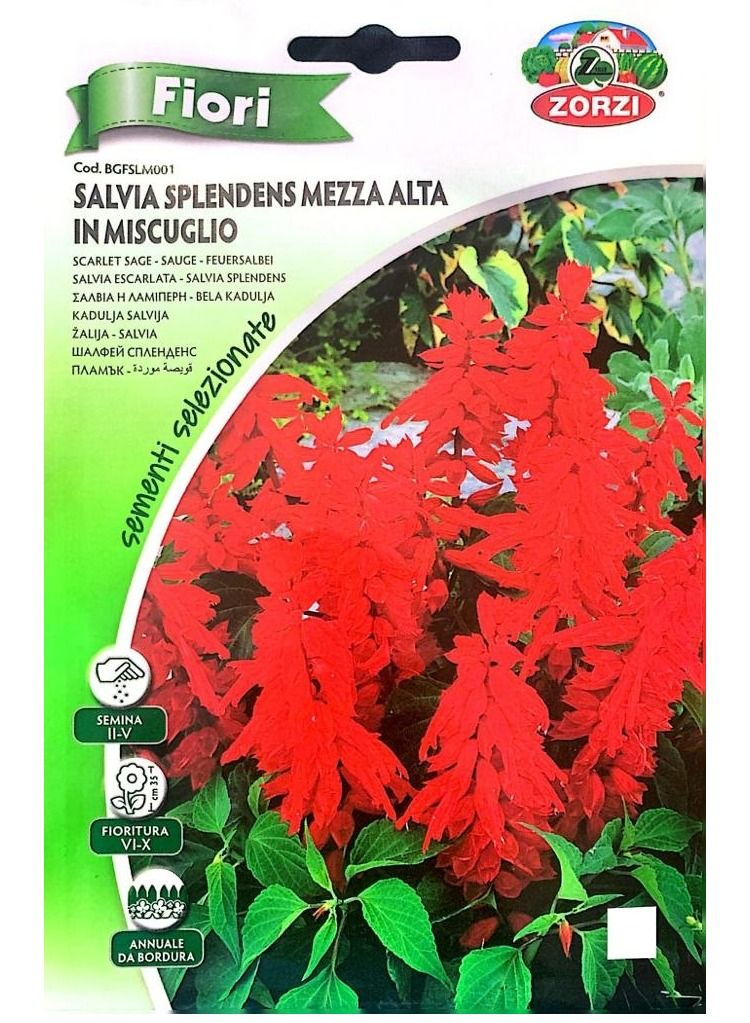 ZORZI Salvia Splendens Mezza Seeds - Image 2