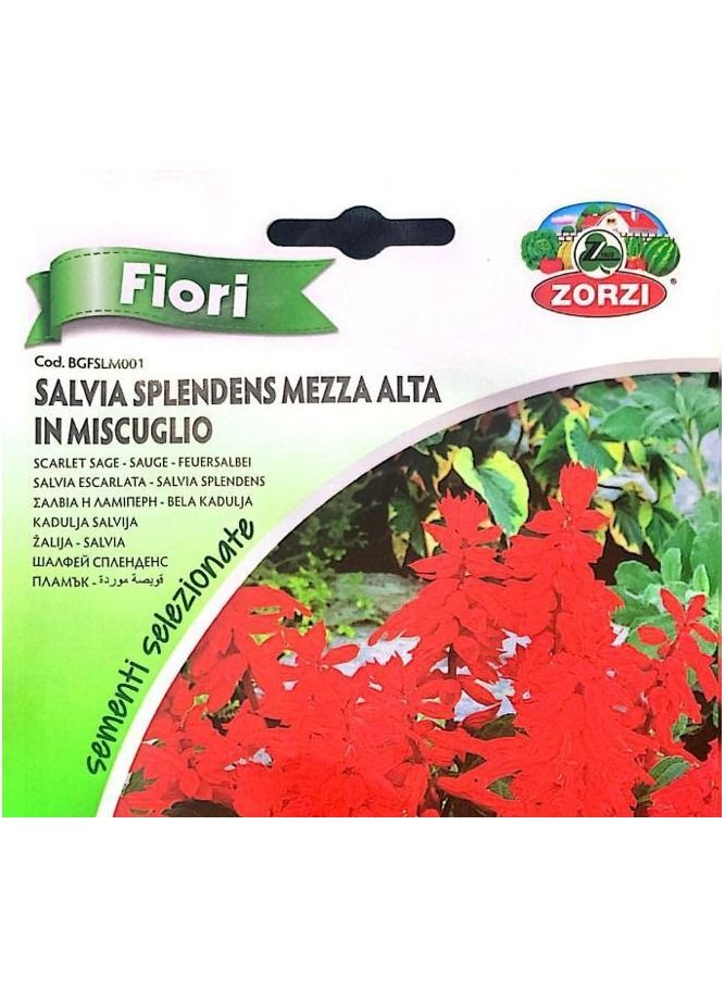 ZORZI Salvia Splendens Mezza Seeds - Image 3
