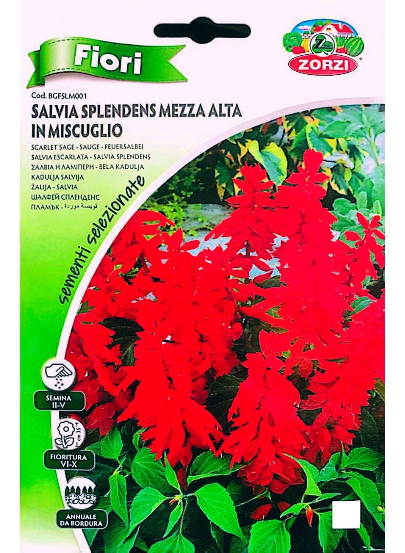 ZORZI Salvia Splendens Mezza Seeds - Image 1