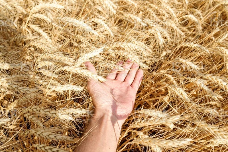 VISION CRAFTED Wheat Straw in Cut Form for Mushroom Farming and Gardening/Wheat Straw, Wheat Straw Mulch/Wheat Straw for Mushroom - shrubs and General beds Mulch (1 KG) - Image 4