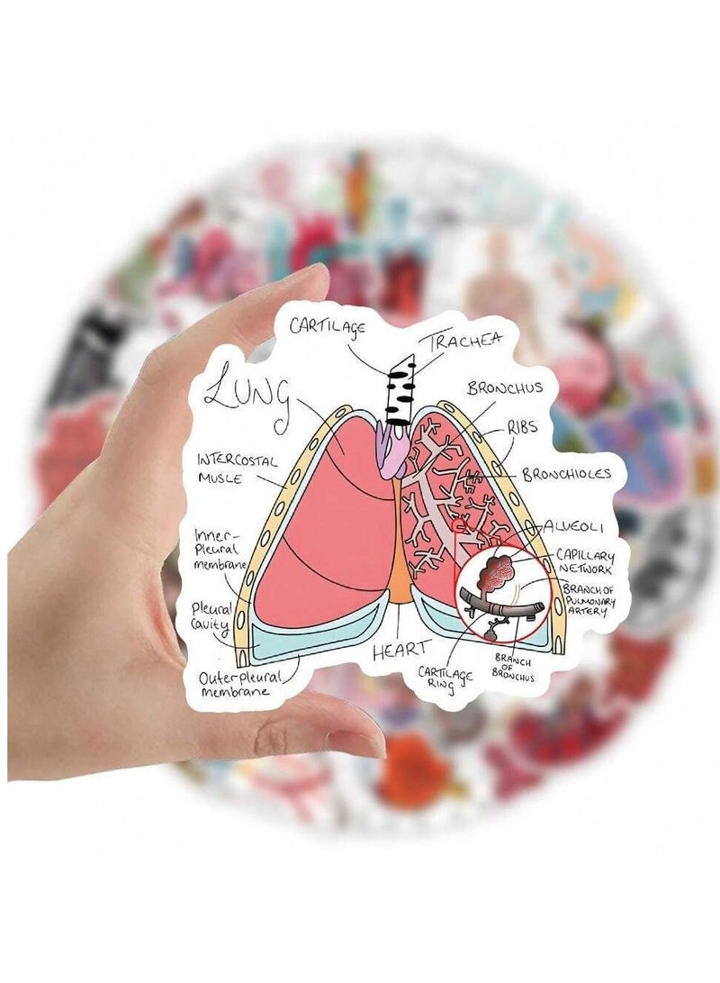 Anatomical Educational Sticker Pack - 50 Unique Designs for Medical Students - Image 1