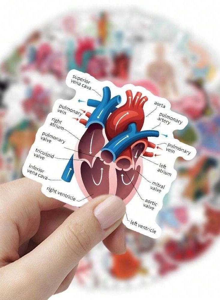 Anatomical Educational Sticker Pack - 50 Unique Designs for Medical Students - Image 2