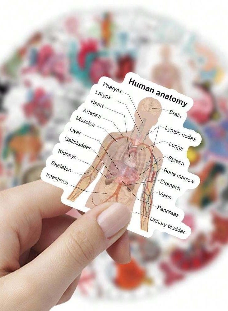 Anatomical Educational Sticker Pack - 50 Unique Designs for Medical Students - Image 4