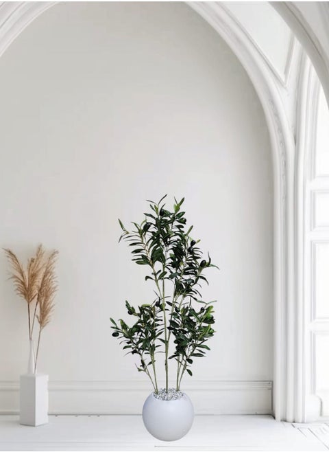 Olive seedling with white pot, 80 cm