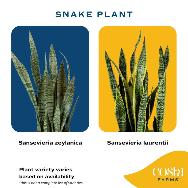 Costa Farms Live Snake Plant, Sansevieria, Easy Care House Plant in Premium Decor Pot, Houseplant in Potting Soil Mix, Succulent Plant Gift for Housewarming, Office and Home Decor, 2-3 Feet Tall - Image 3