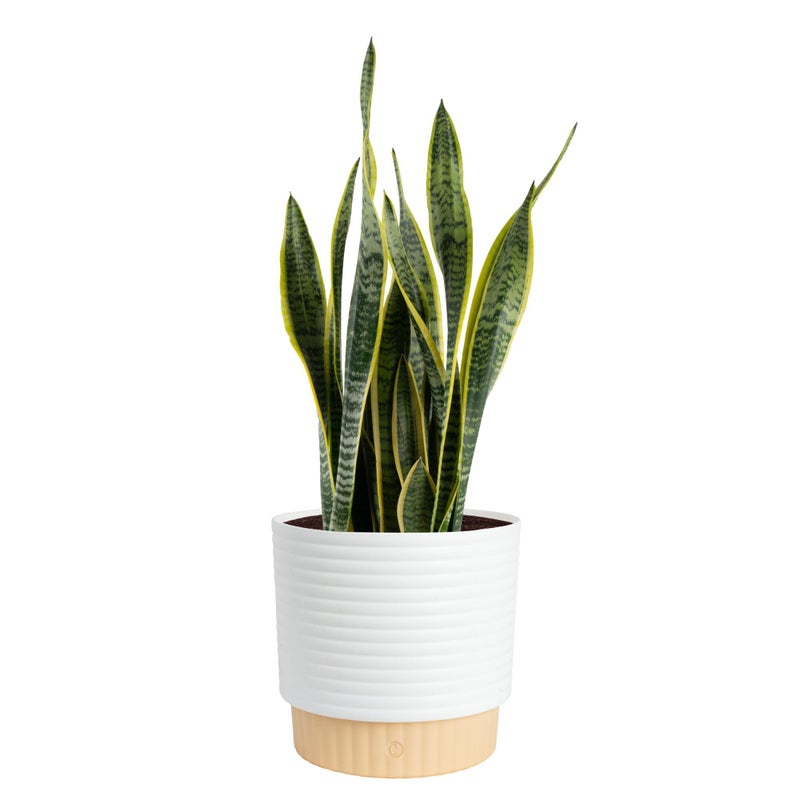 Costa Farms Live Snake Plant, Sansevieria, Easy Care House Plant in Premium Decor Pot, Houseplant in Potting Soil Mix, Succulent Plant Gift for Housewarming, Office and Home Decor, 2-3 Feet Tall - Image 1