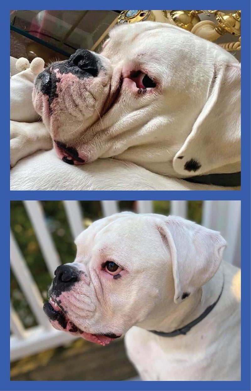 Squishface Wrinkle Paste - 2 Pack - Bulldog, French Bulldog, Pug, English Bulldog â€“ Cleans Wrinkles, Tear Stain, Tail Pockets, and Paws â€“ Anti-Itch Tear Stain Remover & Bulldog Wrinkle Cream, 2 Oz. - Image 5