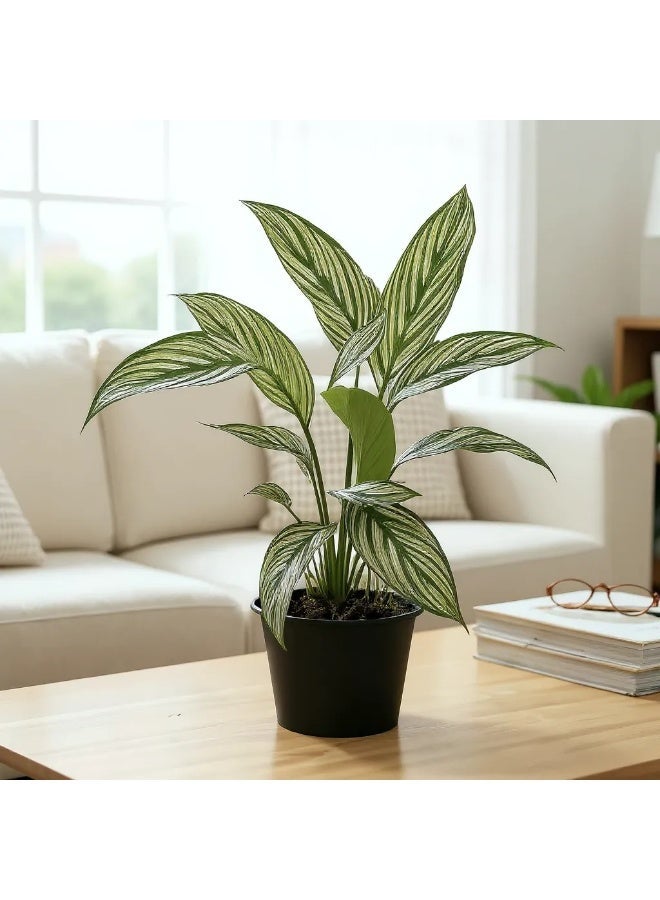 Spectrum 360 Calathea Vittata – Live Indoor Tropical Striped Plant - Image 1