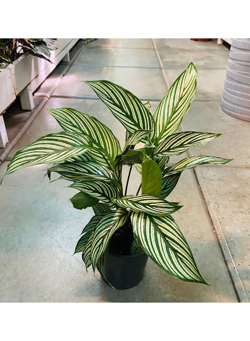 Spectrum 360 Calathea Vittata – Live Indoor Tropical Striped Plant - Image 2
