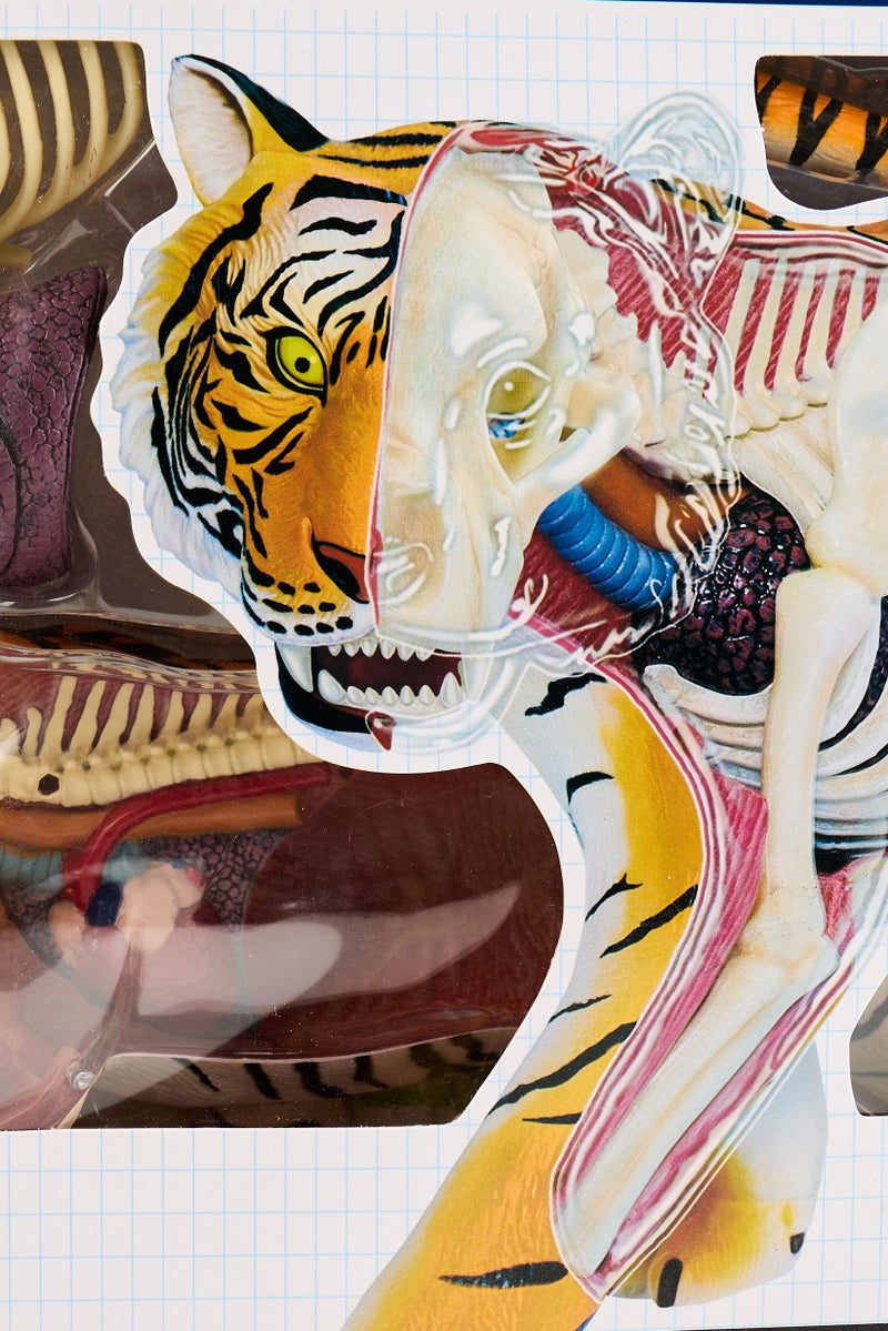 4D Master 28 Pcs 4D Vision Animal Tiger Anatomy - Image 5