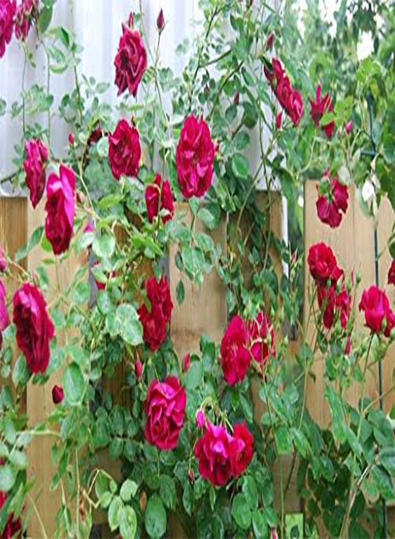 GGOOT seeds Fresh 10 Pcs Climbing Rose Flower Seeds for Planting Pink
