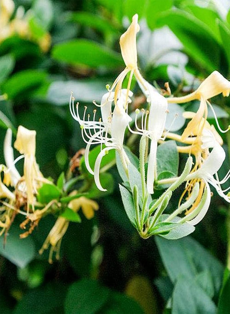 GGOOT 100pcs Honeysuckle Seeds for Gardening Planting Beautiful Flower Fresh Aroma Garden DIY Decoration Suitable for Novice Gardeners - Image 3