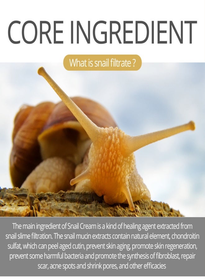 SNAIL VIBRANT GLAMOUR Snail Anti-Wrinkle Cream - Image 2