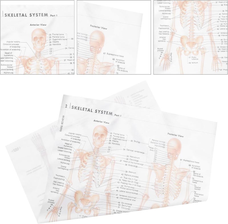 BEBEMOKO Anatomical Skeletal Muscle Poster 20x28inch (50x70cm) Silk Cloth Human Skeleton Wall Chart for Science Education Classroom Office Decoration - Image 5