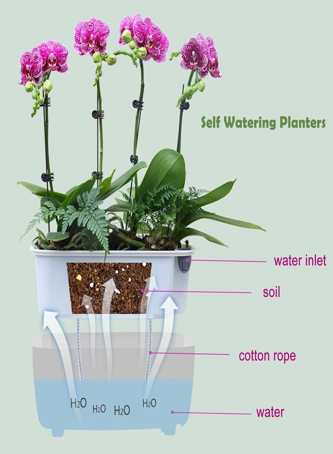 Planterhoma مجموعة من 5 أوعية زراعة مستطيلة الشكل، مقاس 11.8 × 4.6 بوصة، ذاتية الري، مناسبة لزراعة النباتات على حافة النافذة، أوعية زراعة داخلية مستطيلة الشكل ذاتية الري، أوعية بلاستيكية لزراعة زهور البنفسج الأفريقي والأوركيد (شفاف، 5) - Image 3