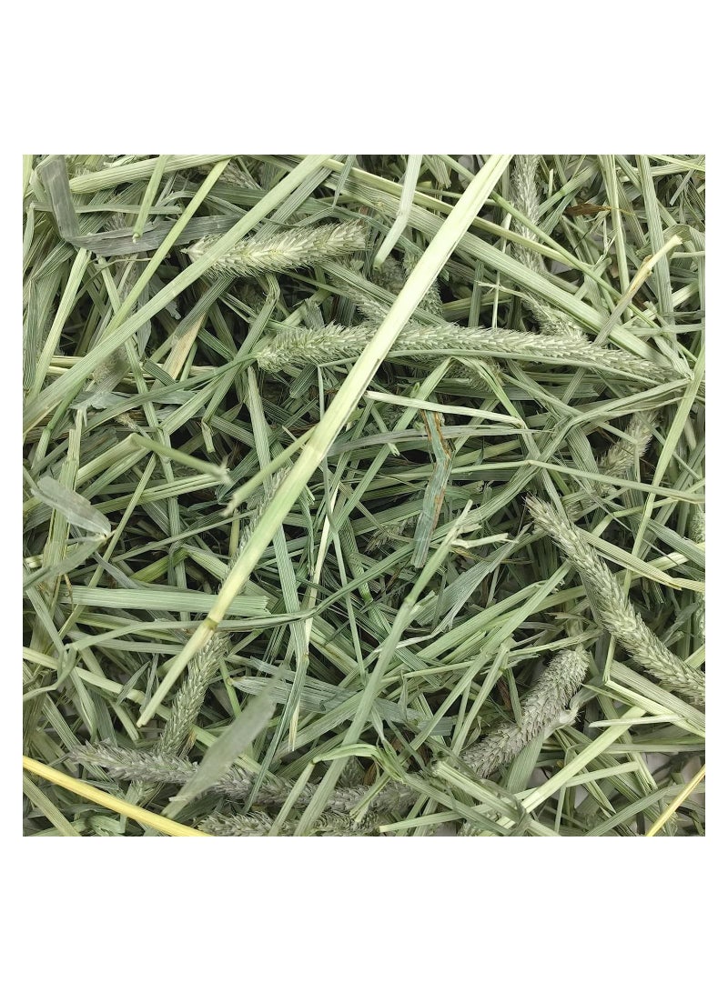 Oxbow Western Timothy Hay for Small Pets 425g - Image 2