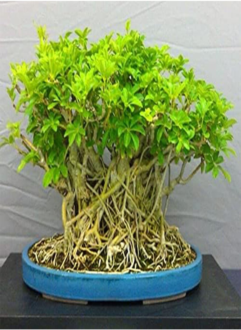 GGOOT Umbrella Tree, Parasol Schefflera by Heavy Torch, 4 Seeds  - Image 1