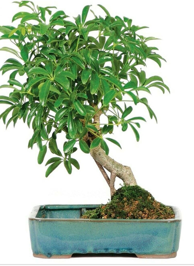 GGOOT Umbrella Tree, Parasol Schefflera by Heavy Torch, 4 Seeds  - Image 2