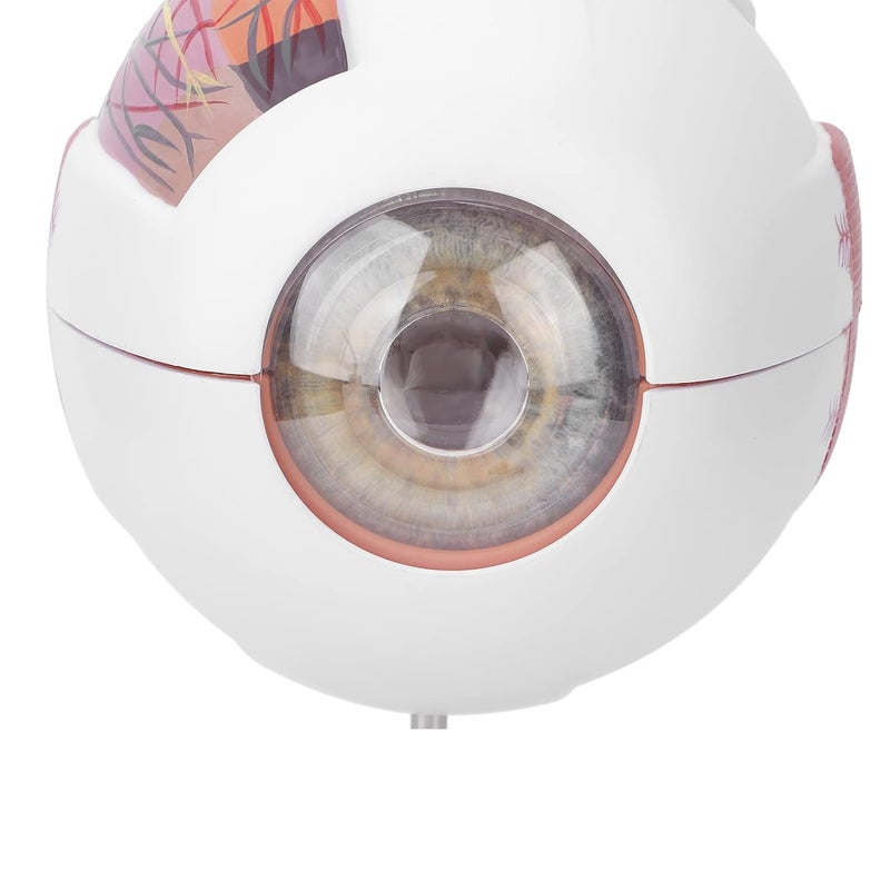 كلاراكو نموذج كرة العين البشرية، نموذج تشريح العين المكبر 6 مرات والمكون من 7 أجزاء، نموذج تشريحي لكرة العين، نموذج تعليمي لكرة العين لعرض تعليم العلوم - Image 5