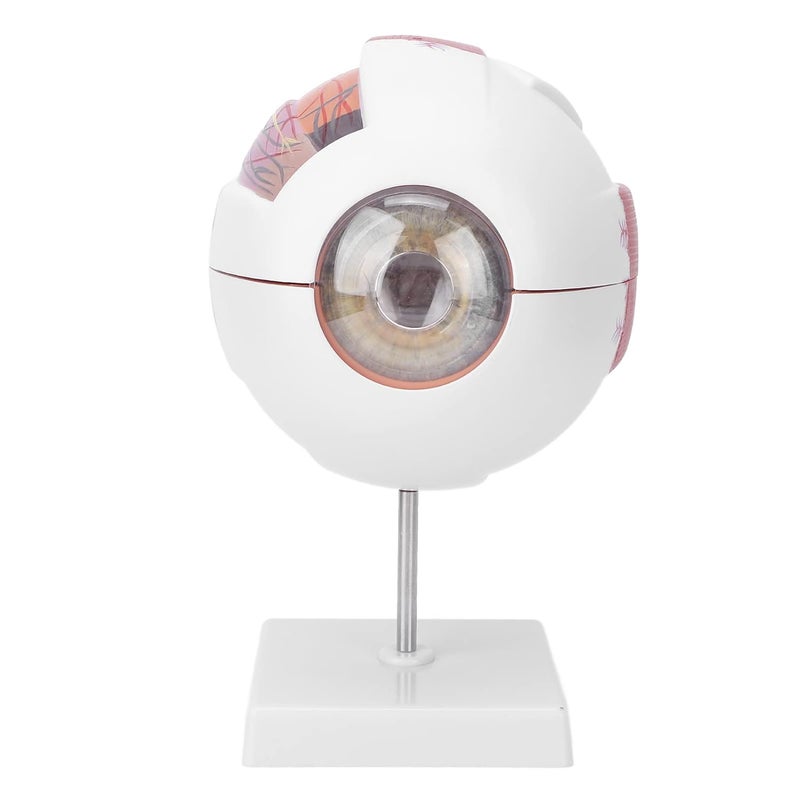 كلاراكو نموذج كرة العين البشرية، نموذج تشريح العين المكبر 6 مرات والمكون من 7 أجزاء، نموذج تشريحي لكرة العين، نموذج تعليمي لكرة العين لعرض تعليم العلوم - Image 1