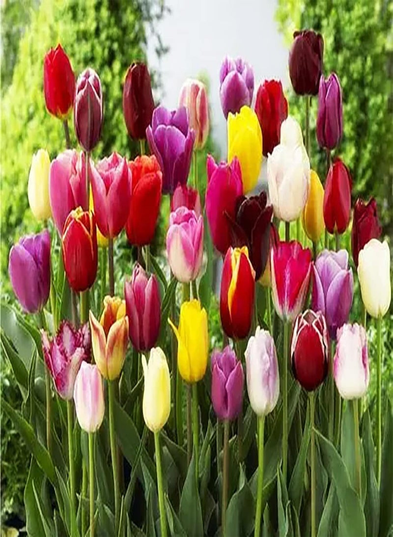 GGOOT 10pcs Gemengde Kleur Tulpenbollen Exotische Bloemen Trekken Vlinders Decoratieve Tuin Winterhard Binnen Buiten Gemakkelijk Groeien Boeketten Aanpasbaar - Image 3