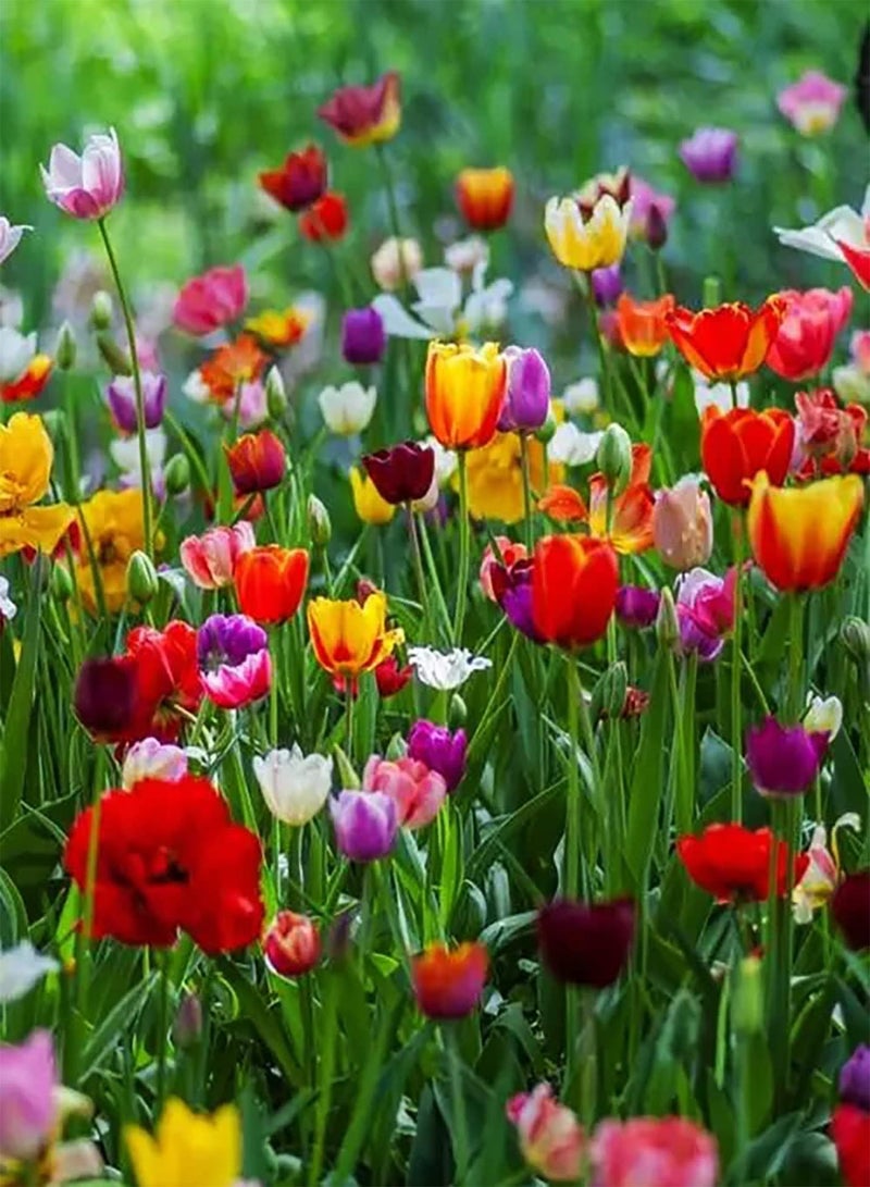 GGOOT 10pcs Gemengde Kleur Tulpenbollen Exotische Bloemen Trekken Vlinders Decoratieve Tuin Winterhard Binnen Buiten Gemakkelijk Groeien Boeketten Aanpasbaar - Image 2