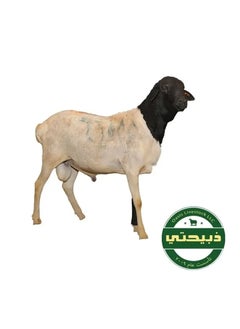 Delivered on Eid Day 1 - Barbary Sheep - Somalia 10-15kg (12 - 24 Months)
