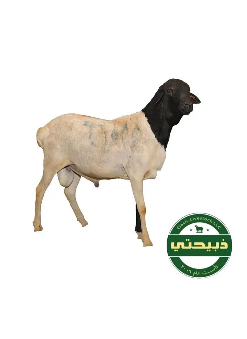 null - Delivered on Eid Day 1 - Barbary Sheep - Somalia 10-15kg (12 - 24 Months) - Image 1