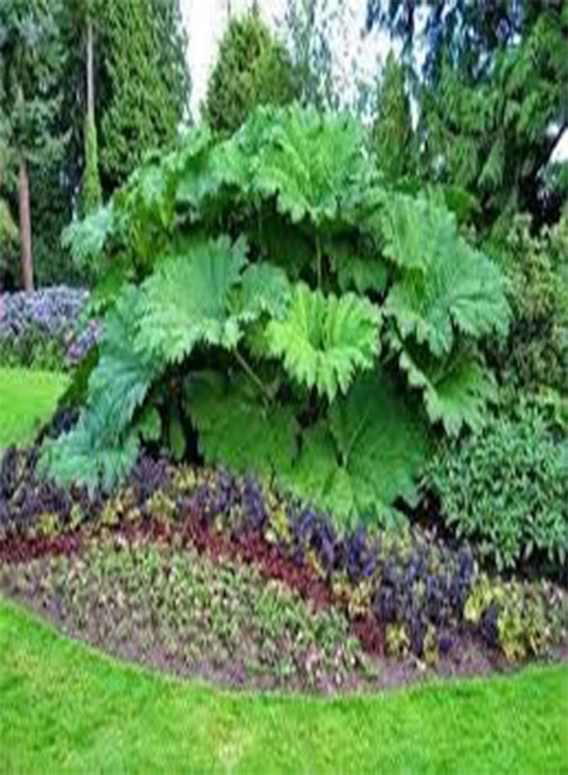 GGOOT 10 Chilean Rhubarb Plant Seeds Green. - Image 2