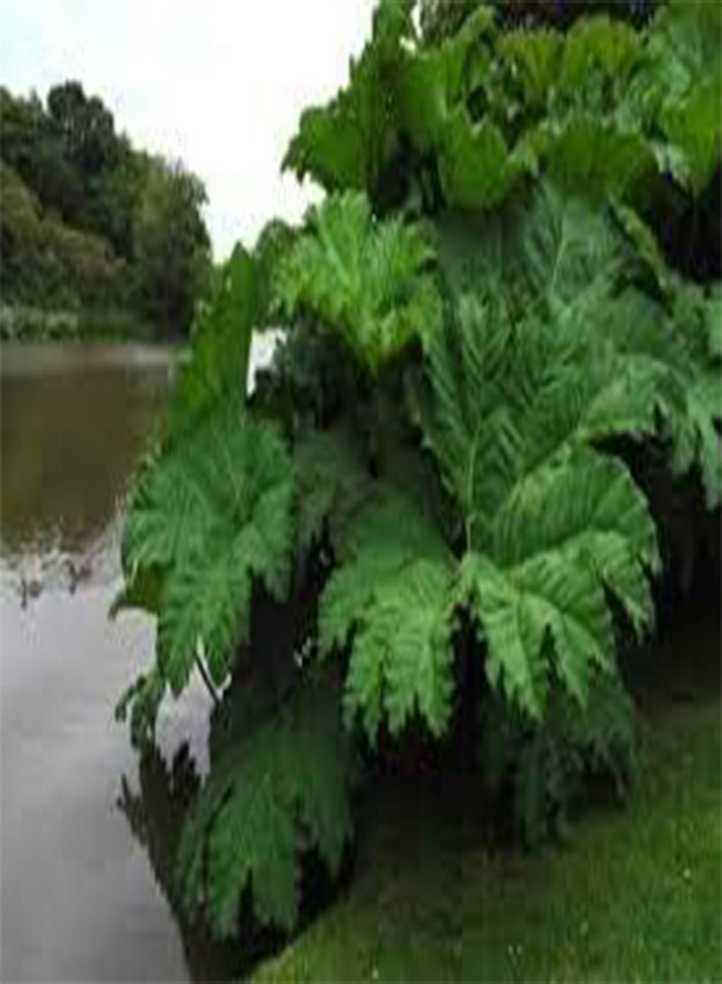 GGOOT 10 Chilean Rhubarb Plant Seeds Green. - Image 1