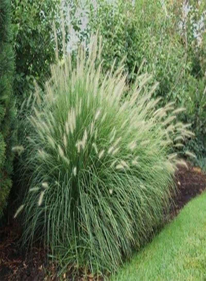 جي جوت 10 نافورة زخرفية من Pennisetum aloepecuroides! - Image 3