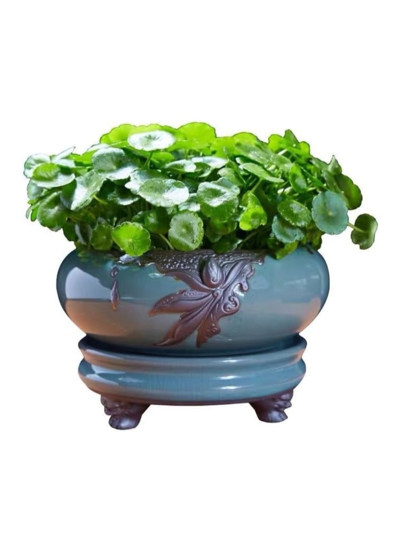 70 بذرة من عشبة البنسوورت، عشبة المال، بذور الزراعة المائية، بذور الزهور المزروعة في التربة والنباتات المائية المزروعة في التربة، نباتات محفوظ بوعاء للحدائق والشرفات في الفصول الأربعة - Image 2