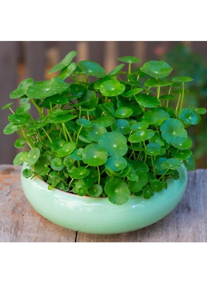 70 بذرة من عشبة البنسوورت، عشبة المال، بذور الزراعة المائية، بذور الزهور المزروعة في التربة والنباتات المائية المزروعة في التربة، نباتات محفوظ بوعاء للحدائق والشرفات في الفصول الأربعة - Image 1