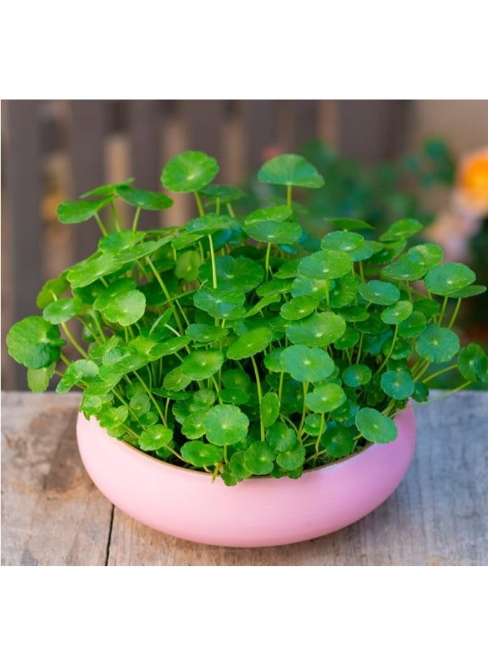 70 بذرة من عشبة البنسوورت، عشبة المال، بذور الزراعة المائية، بذور الزهور المزروعة في التربة والنباتات المائية المزروعة في التربة، نباتات محفوظ بوعاء للحدائق والشرفات في الفصول الأربعة - Image 3