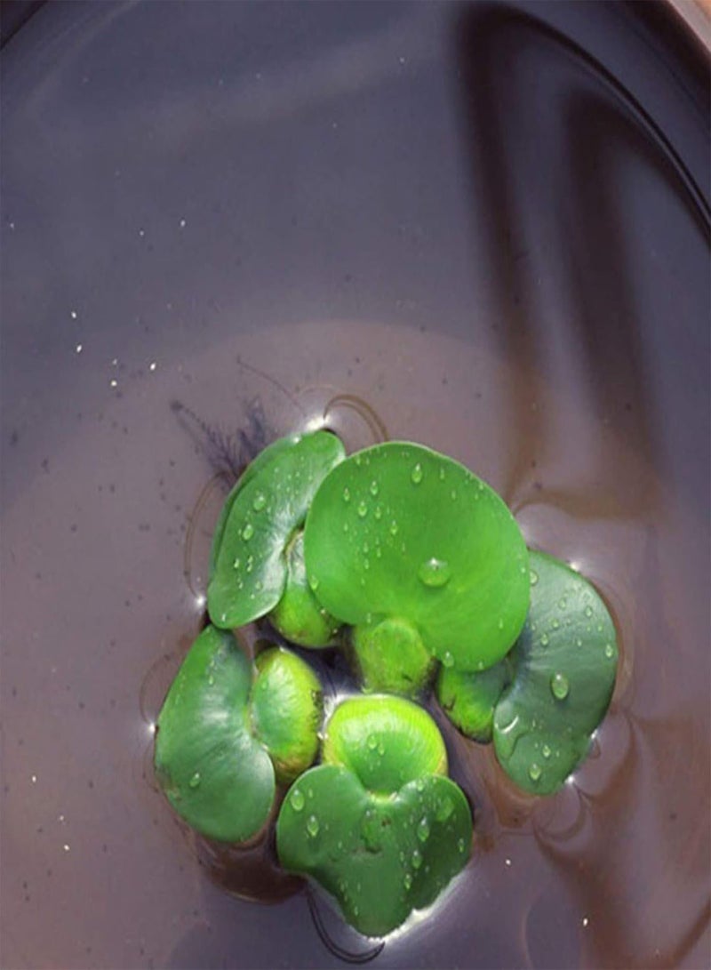 GGOOT 100Pcs Hydrophyte Seeds DIY Decorative Green Garden Foreground Aquarium Water Grass Seeds for Home Phytoplankton Seeds for - Image 3