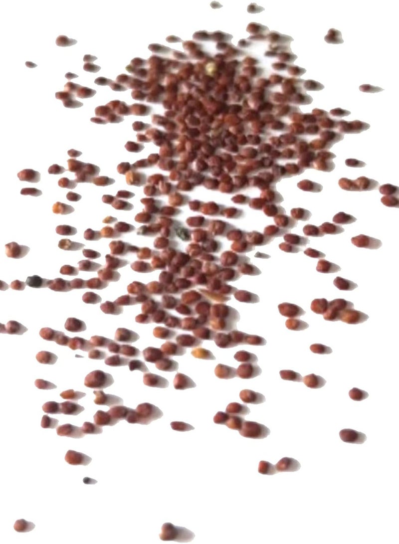 GGOOT 100Pcs Hydrophyte Seeds DIY Decorative Green Garden Foreground Aquarium Water Grass Seeds for Home Phytoplankton Seeds for - Image 2