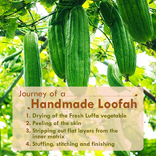 Nat Habit Natural Sun Dried Bath Loofah, Body Sponge & Scrubber for Men & Women | Organic Luffa for Bath Shower Skin Exfoliation (Pack of 3) - Image 5