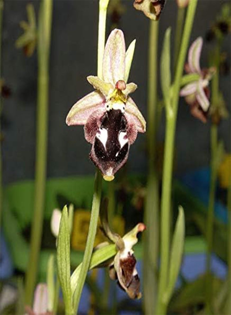 جي جوت 50 بذور زهرة أوركيد النحل - Image 3