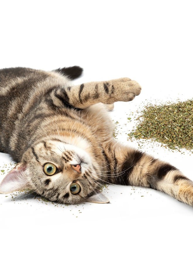 SmartyKat نعناع قطط عضوي للقطط والهررة، كيس قابل لإعادة الإغلاق - 1 أونصة - Image 5