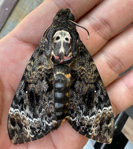 VINADECOR Real Death Head Moth White Skull Acherontia Gothic Witchy Spooky Halloween Butterfly Entomology Shadow Box Insect Oddity Curiosities Taxidermy Wall Art Home Decor Living Gallery CF18-01-DO-MT - Image 5