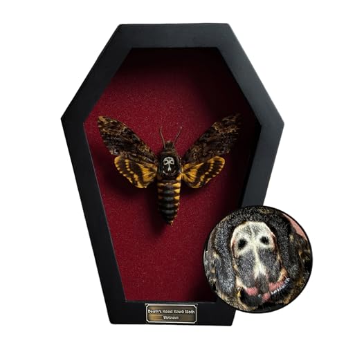 VINADECOR Real Death Head Moth White Skull Acherontia Gothic Witchy Spooky Halloween Butterfly Entomology Shadow Box Insect Oddity Curiosities Taxidermy Wall Art Home Decor Living Gallery CF18-01-DO-MT - Image 1