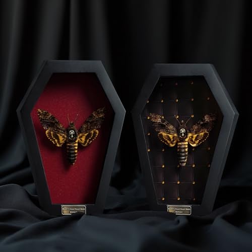 VINADECOR Real Death Head Moth White Skull Acherontia Gothic Witchy Spooky Halloween Butterfly Entomology Shadow Box Insect Oddity Curiosities Taxidermy Wall Art Home Decor Living Gallery CF18-01-DO-MT - Image 4