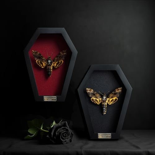 VINADECOR Real Death Head Moth White Skull Acherontia Gothic Witchy Spooky Halloween Butterfly Entomology Shadow Box Insect Oddity Curiosities Taxidermy Wall Art Home Decor Living Gallery CF18-01-DO-MT - Image 3