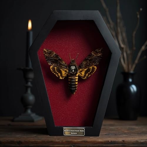 VINADECOR Real Death Head Moth White Skull Acherontia Gothic Witchy Spooky Halloween Butterfly Entomology Shadow Box Insect Oddity Curiosities Taxidermy Wall Art Home Decor Living Gallery CF18-01-DO-MT - Image 2