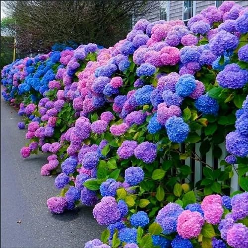 ZEshops 30pcs Blue Pink Purple Hydrangea Seeds - Stunning and Resilient Perennial Flowers for Your Garden - Image 1