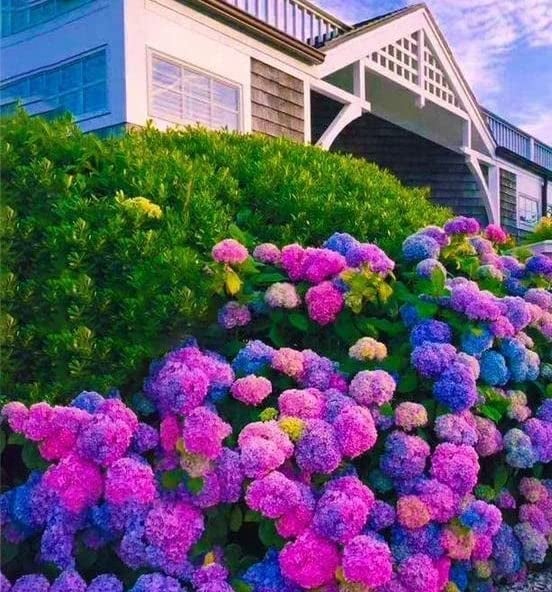 ZEshops 30pcs Blue Pink Purple Hydrangea Seeds - Stunning and Resilient Perennial Flowers for Your Garden - Image 3