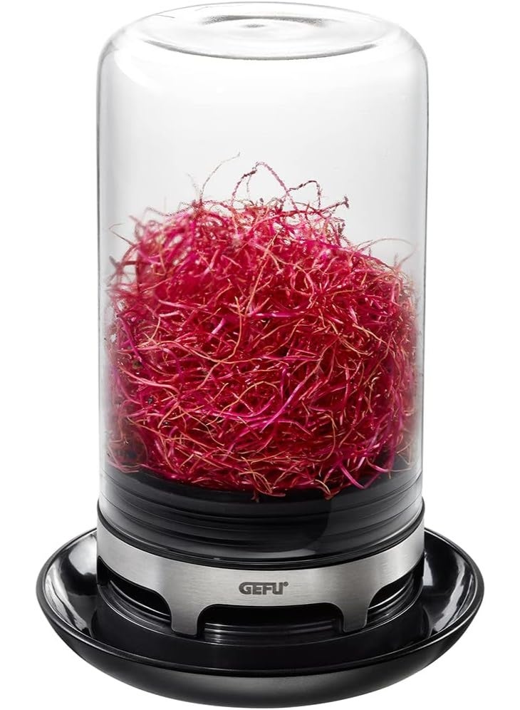 غيفو وعاء استنبات زجاجي منزلي لزراعة البراعم – زراعة داخلية صحية وسهلة - Image 1